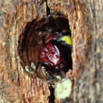 Meroglossa rubricata nesting © Gary Taylor