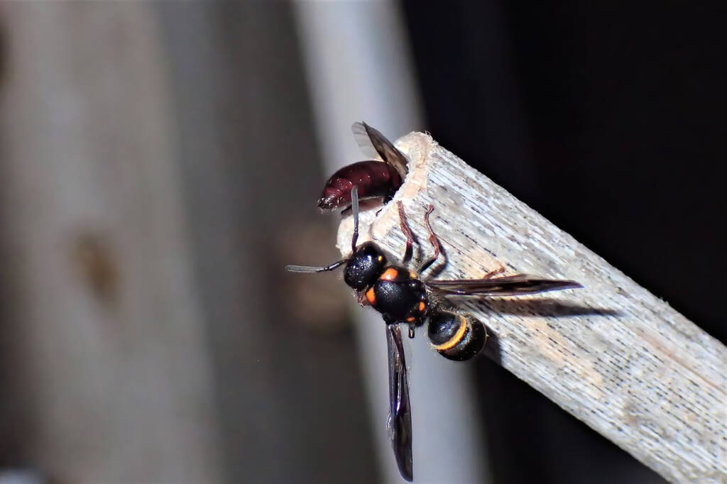 Ruby (Meroglossa rubricata) and the wasp, Midwest WA © Gary Taylor