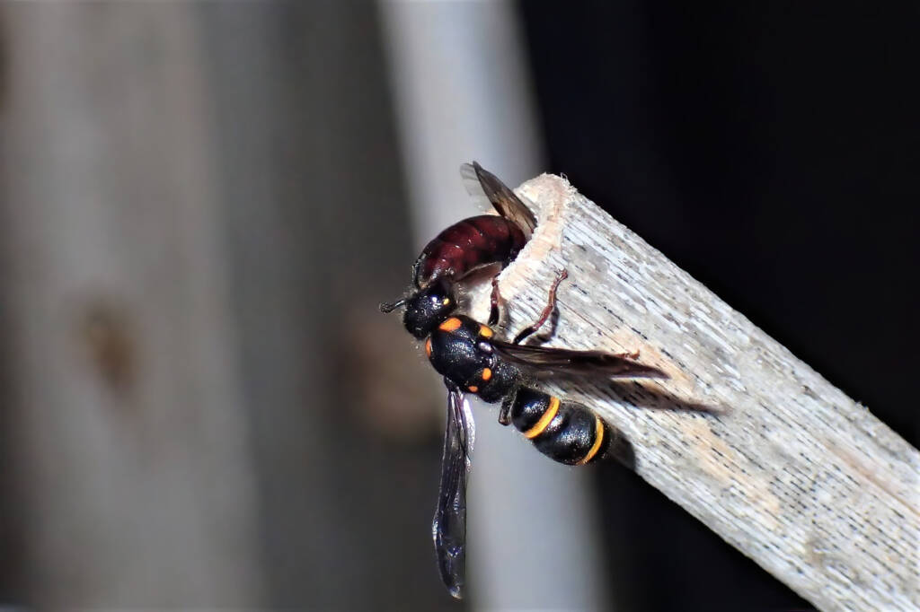 Ruby (Meroglossa rubricata) and the wasp, Midwest WA © Gary Taylor