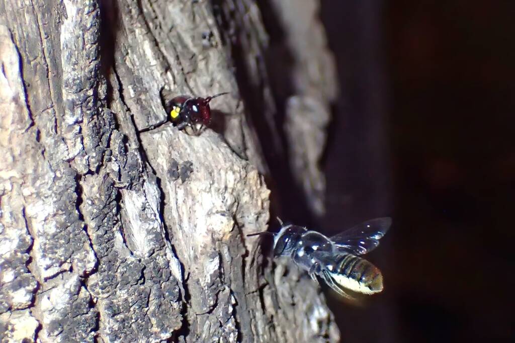 the outlaw cowboys - Meroglossa rubricata versus Megachile "asoc" bee © Gary Taylor