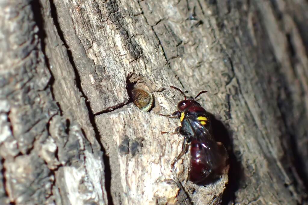 the outlaw cowboys - Meroglossa rubricata versus Megachile "asoc" bee © Gary Taylor