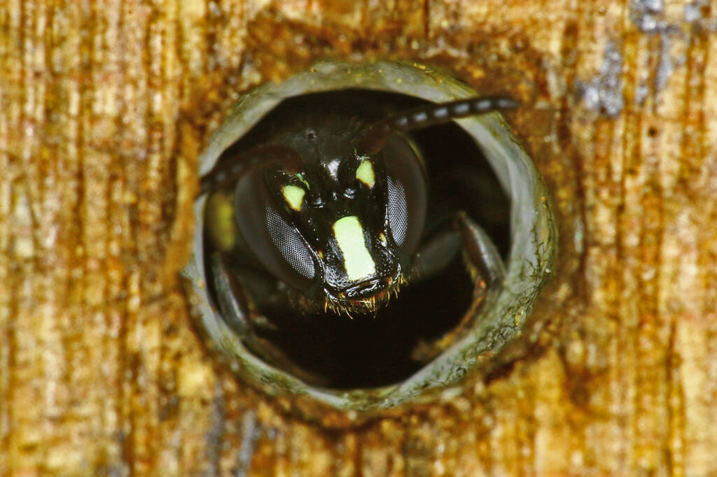 Male Meroglossa sulcifrons © Marc Newman