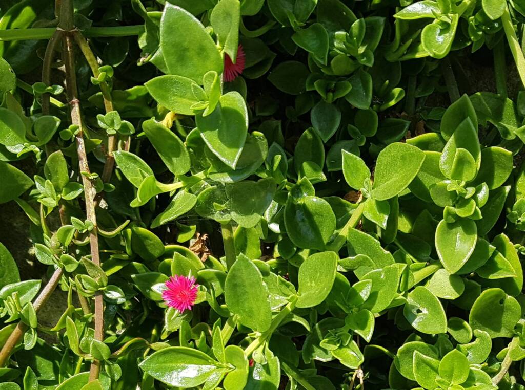 Baby Sun Rose (Mesembryanthemum cordifolium), Northern Beaches NSW