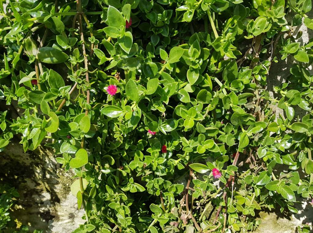 Baby Sun Rose (Mesembryanthemum cordifolium), Northern Beaches NSW