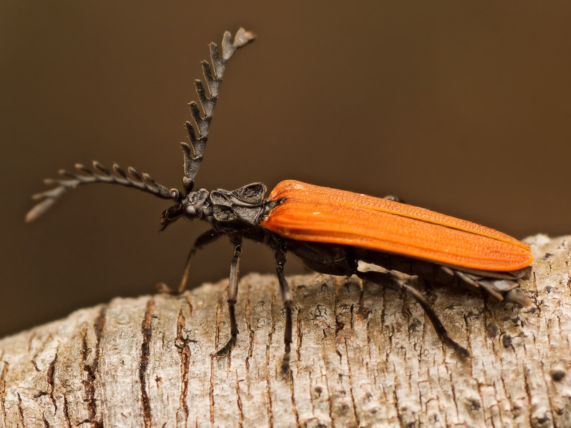 Tribe Metriorrhynchini, Majura ACT © Tony Eales