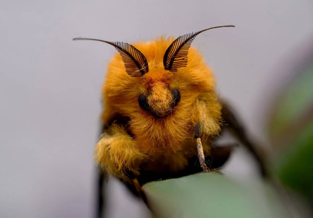 Adult male Saunders' Case Moth (Metura elongatus), Canterbury-Bankstown, NSW © Malte Marquarding