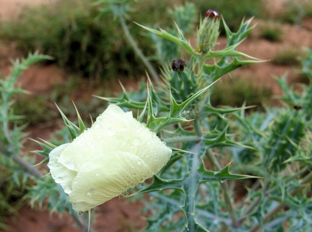 Mexican Poppy (Argemone ochroleuca)