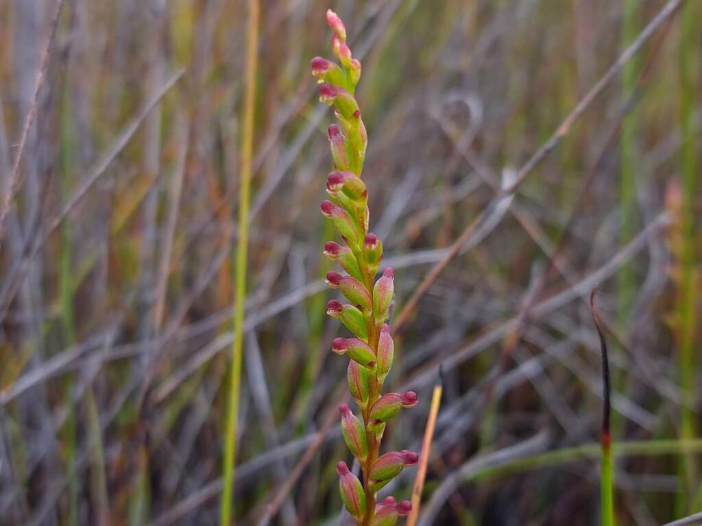 Microtis cupularis (Cupped Mignonette Orchid), Great Southern Region WA © Terry Dunham