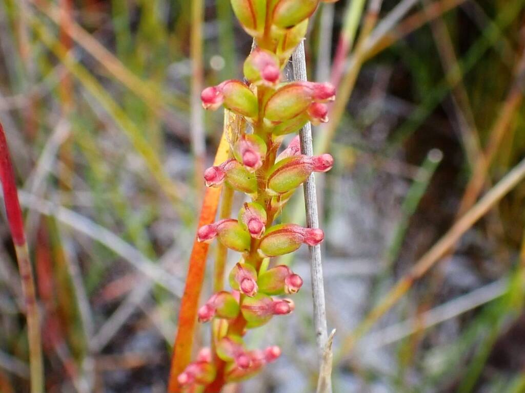 Microtis cupularis (Cupped Mignonette Orchid), Great Southern Region WA © Terry Dunham