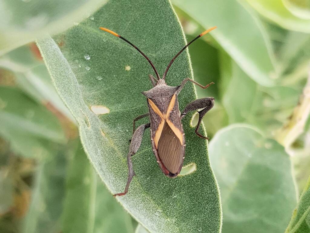 Male Mictis profana (Crusader Bug), Alice Springs Desert Park NT