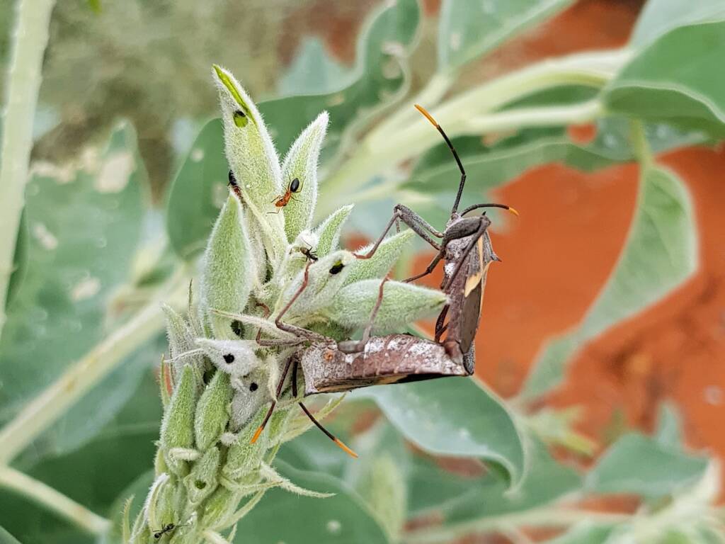 Mictis profana (Crusader Bug) mating, Alice Springs Desert Park NT