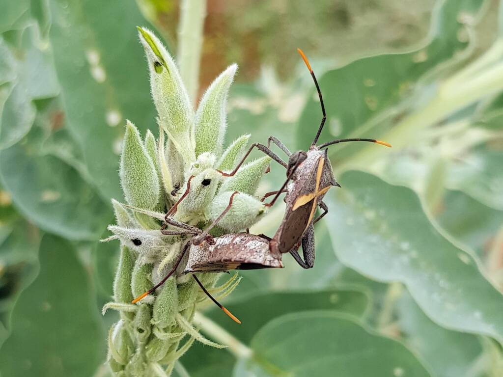 Mictis profana (Crusader Bug) mating, Alice Springs Desert Park NT