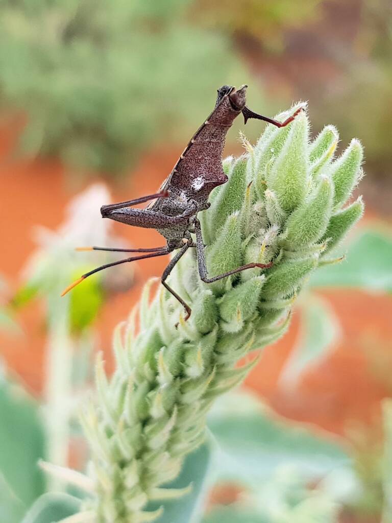 Mictis profana (Crusader Bug) male, Alice Springs Desert Park NT