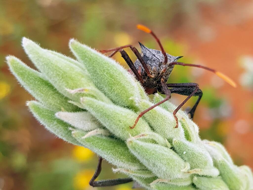 Mictis profana (Crusader Bug), Alice Springs Desert Park NT