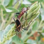 Mictis profana (Crusader Bug), Alice Springs Desert Park NT