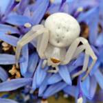 Milky Flower Spider (Zygometis xanthogaster), Belair SA © Marianne Broug