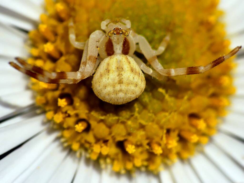 Milky Flower Spider (Zygometis xanthogaster), Hawthorndene SA © Marianne Broug