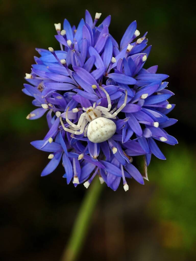 Milky Flower Spider (Zygometis xanthogaster), Mitcham Hills SA © Marianne Broug