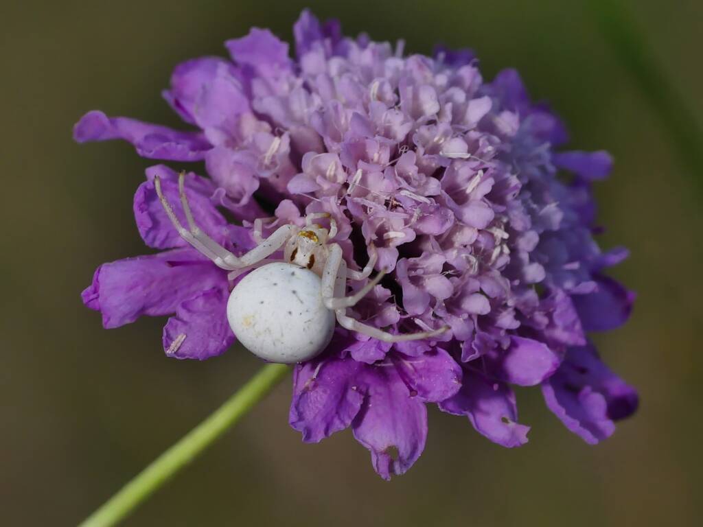 Milky Flower Spider (Zygometis xanthogaster), Belair SA © Marianne Broug