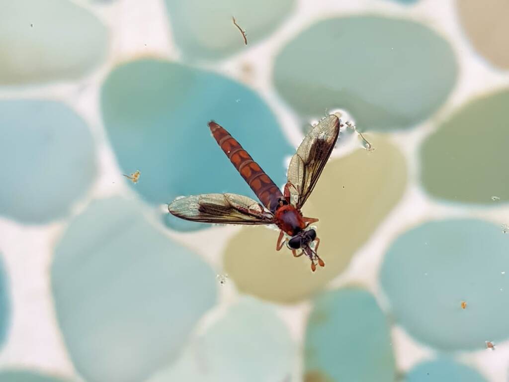 Mydas Fly (genus Miltinus), Alice Springs NT