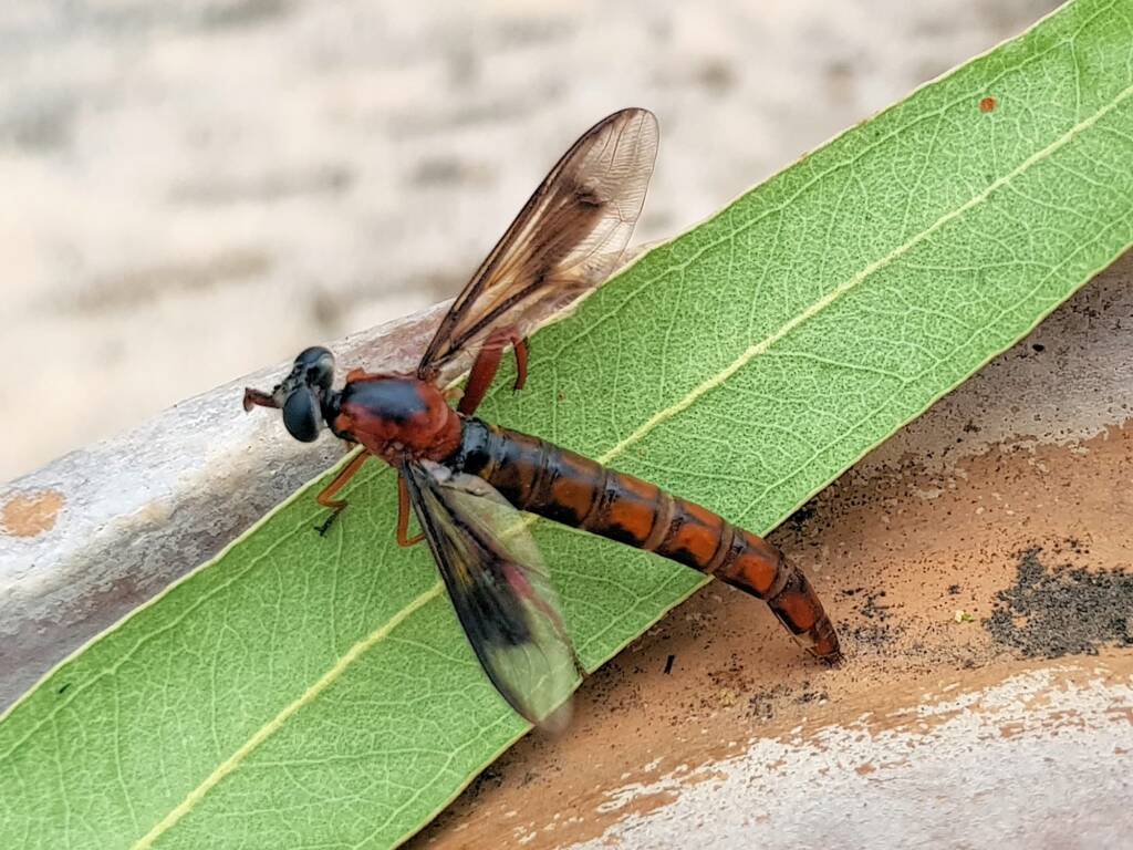 Mydas Fly (genus Miltinus), Alice Springs NT