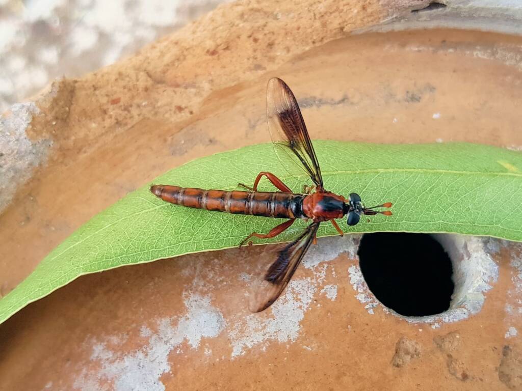 Mydas Fly (genus Miltinus), Alice Springs NT