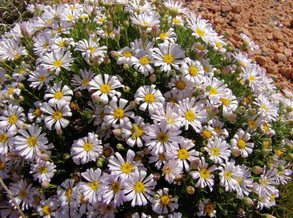 Minnie Daisy (Minuria leptophylla), south of Alice Springs, NT