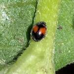 Minute Two-spotted Ladybird (Diomus notescens), Roma QLD © Dianne Bickers