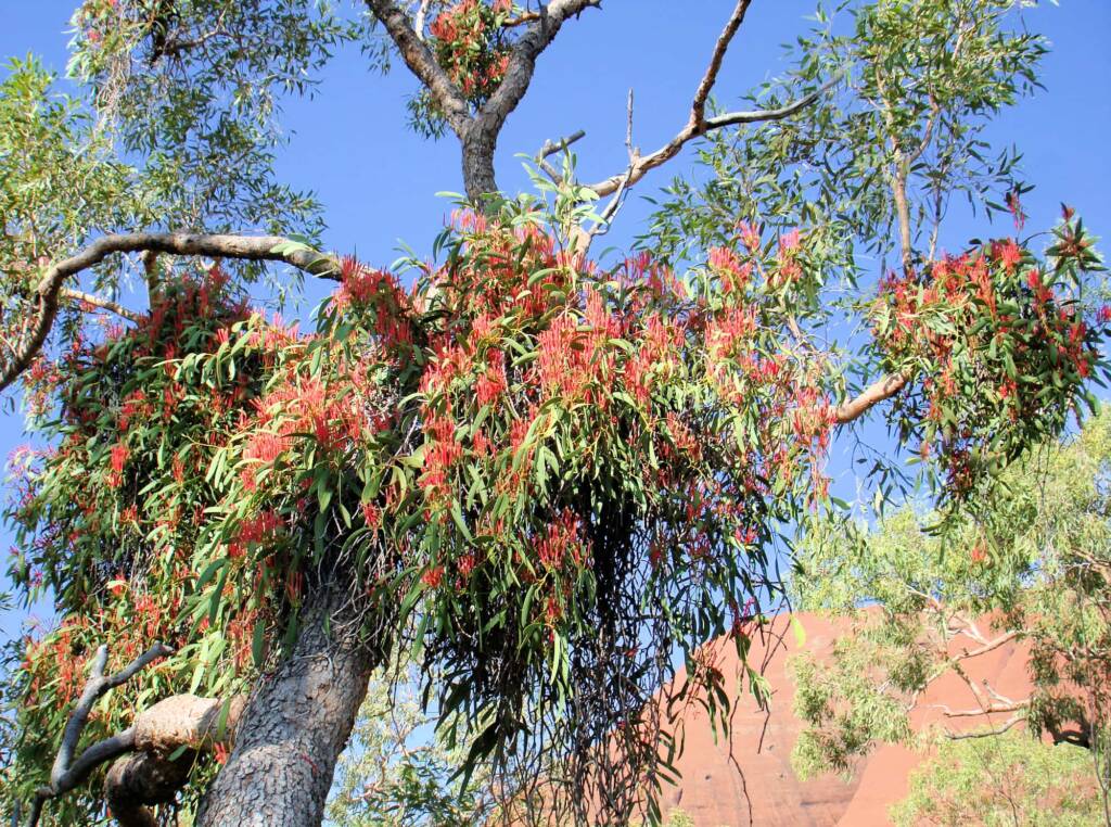 Amyema sanguinea mistletoe, Uluru-Kata Tjuta National Park