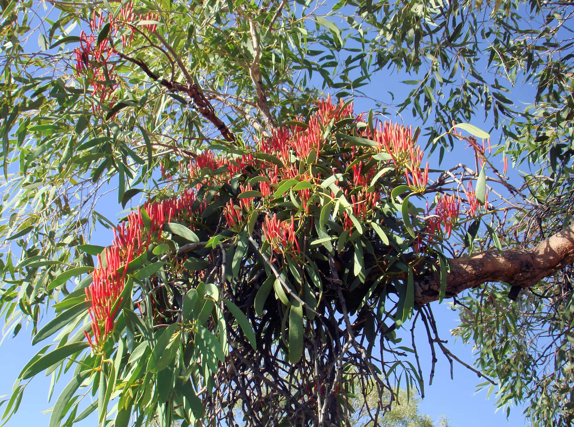 Amyema sanguinea mistletoe, Uluru-Kata Tjuta National Park