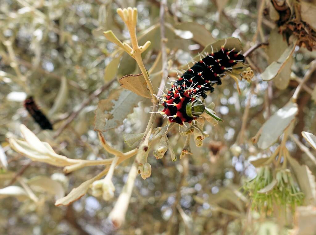 Caterpillar of the Mistletoe Emperor Moth (Austrocaligula engaea)