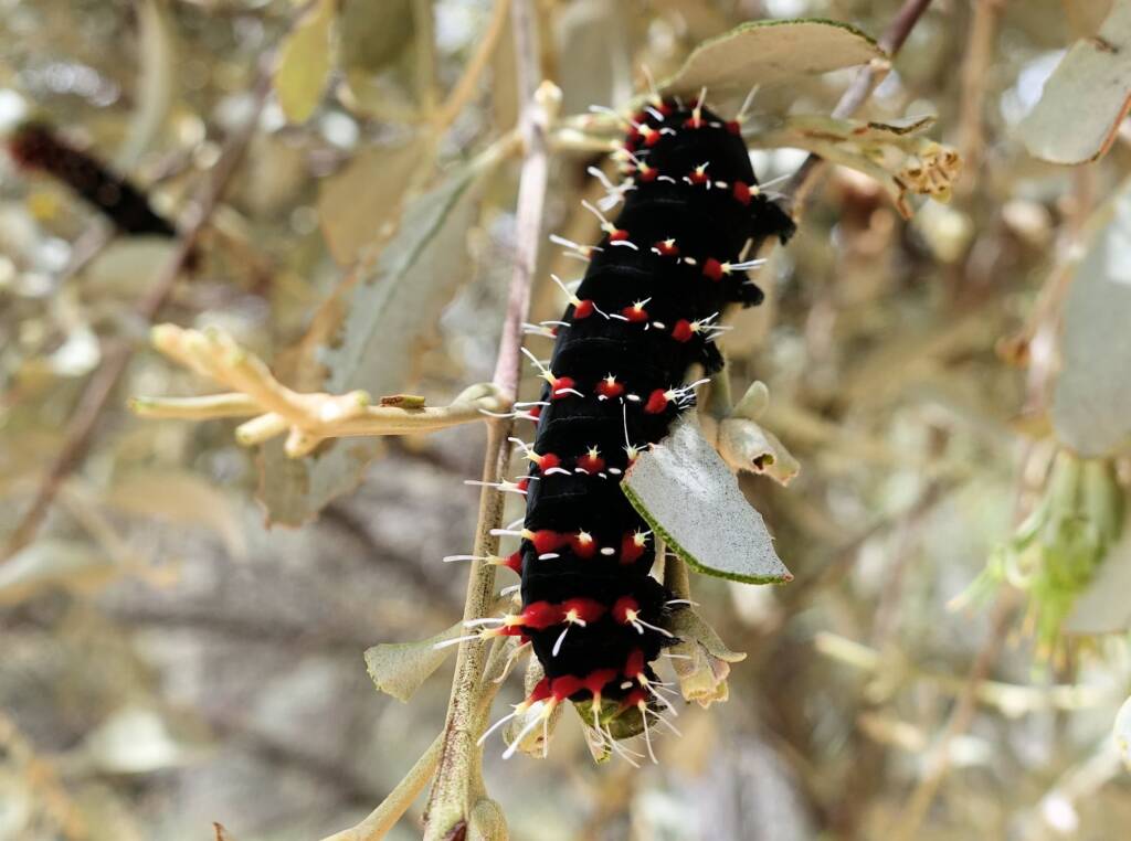 Caterpillar of the Mistletoe Emperor Moth (Austrocaligula engaea)