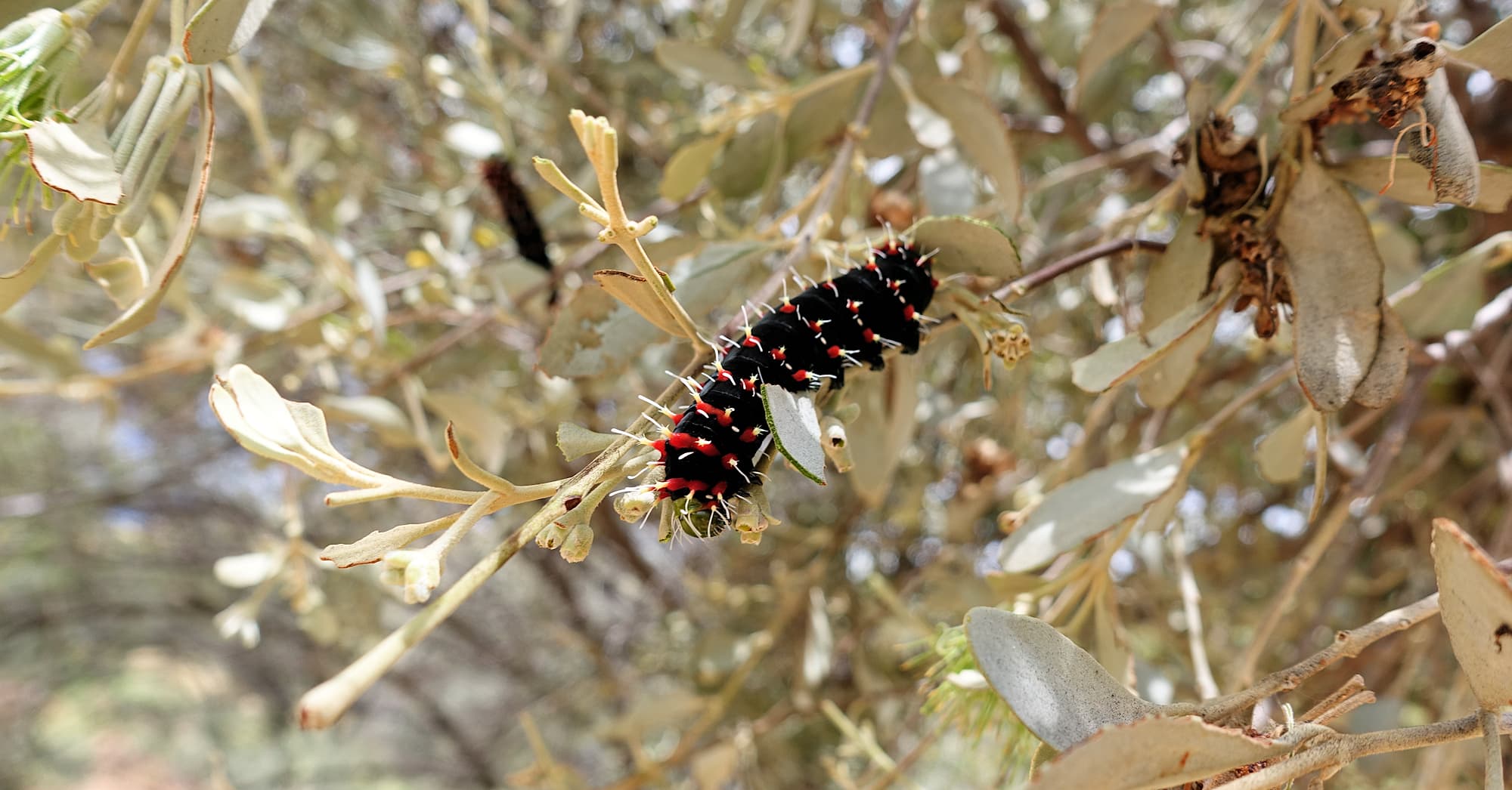 Caterpillar of the Mistletoe Emperor Moth (Austrocaligula engaea)