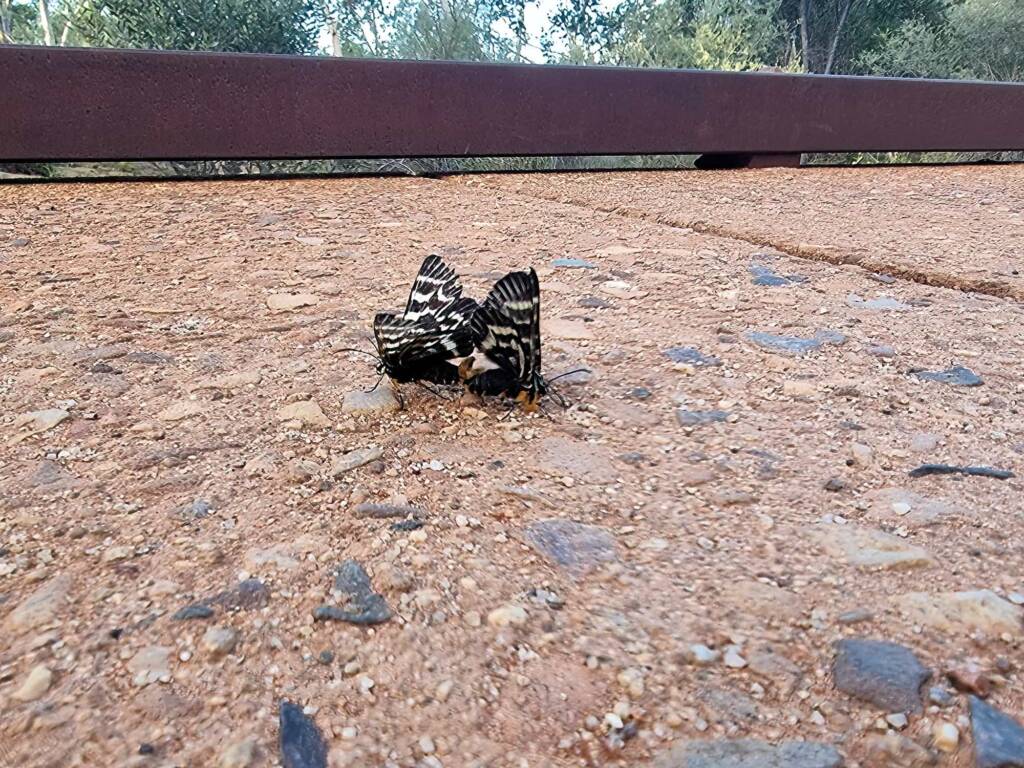 Mistletoe Moth (Comocrus behri), Alice Springs Desert Park NT