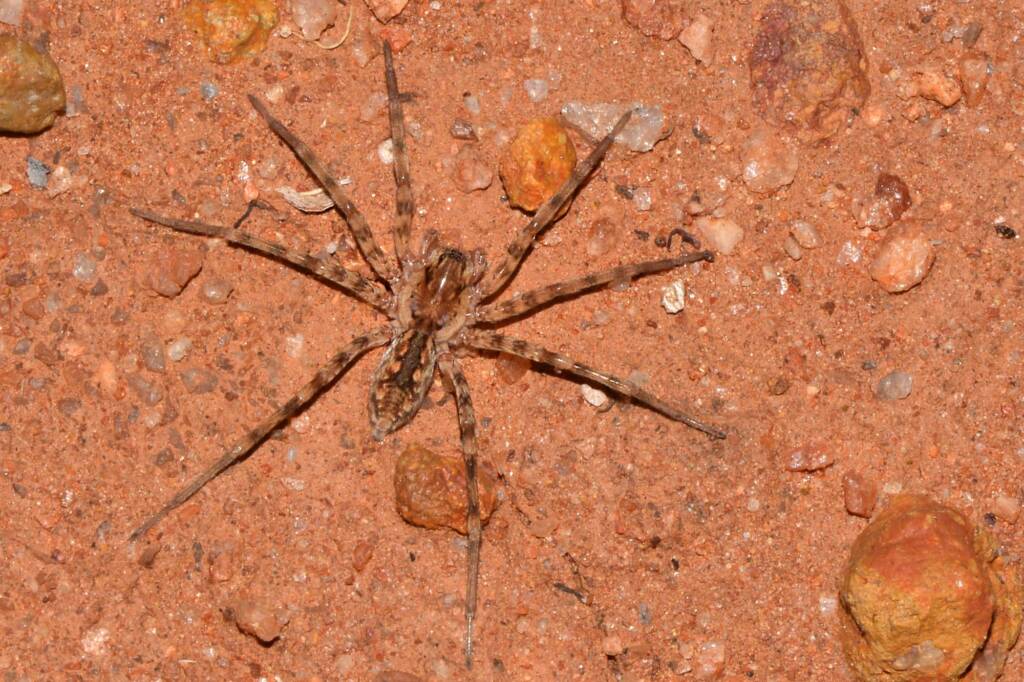Miturgidae Prowling Spider, Victoria Rocks WA © Jean and Fred Hort