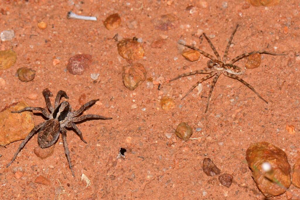 Wolf Spider (Lycosa) and Miturgidae Prowling Spider, Victoria Rocks WA © Jean and Fred Hort