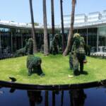 Monkeys in the rainforest, The Calyx, Royal Botanic Garden Sydney NSW