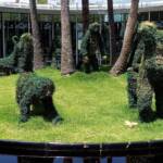 Monkeys in the rainforest, The Calyx, Royal Botanic Garden Sydney NSW