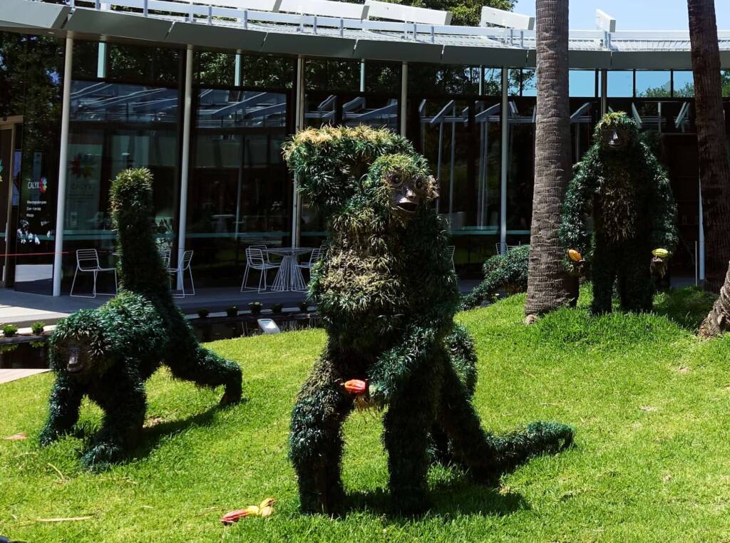 Monkeys in the rainforest, The Calyx, Royal Botanic Garden Sydney NSW