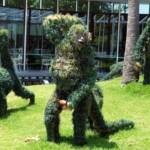 Monkeys in the rainforest, The Calyx, Royal Botanic Garden Sydney NSW