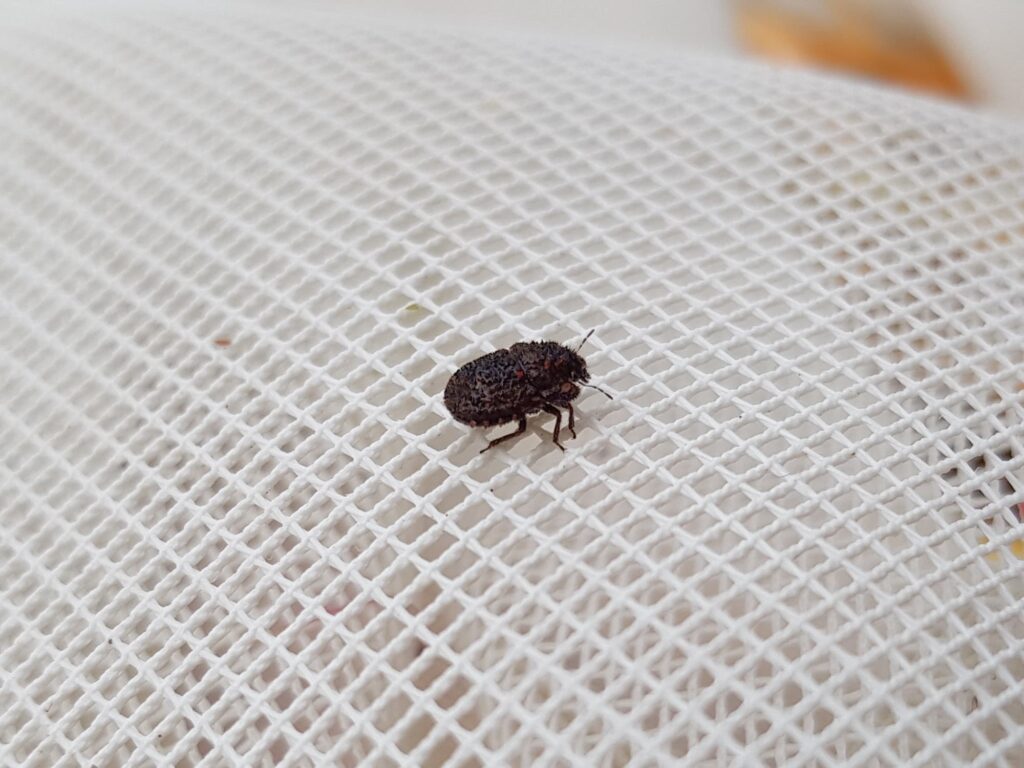 Morbora Shield Bug (family Scutelleridae), Alice Springs NT