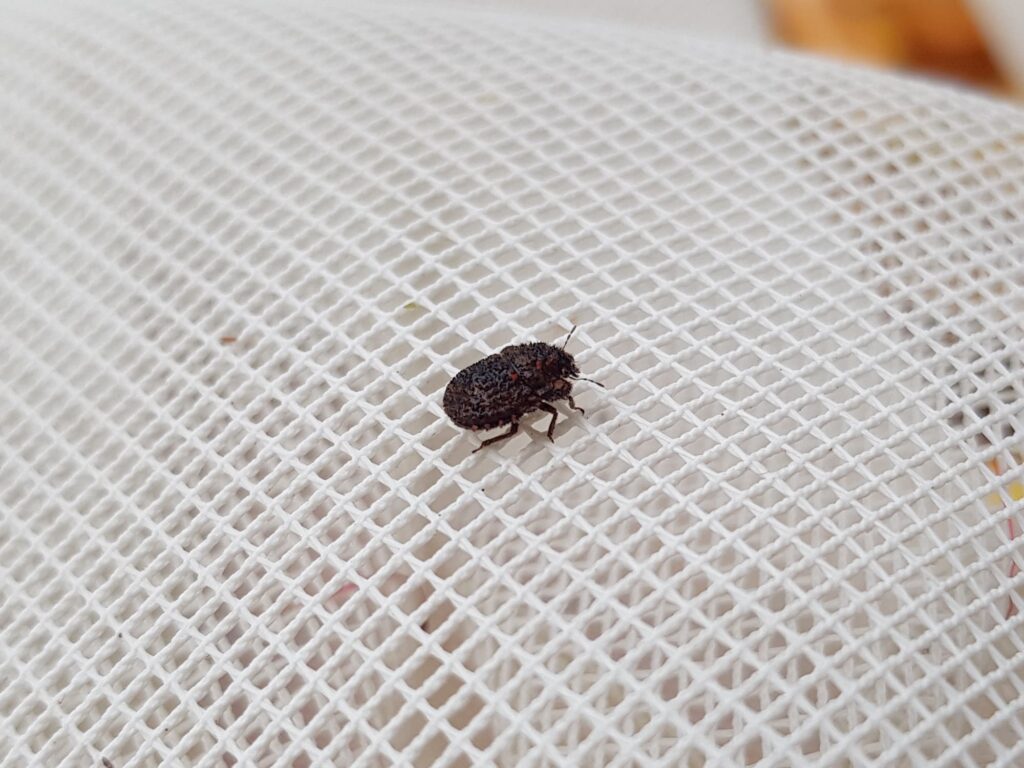 Morbora Shield Bug (family Scutelleridae), Alice Springs NT