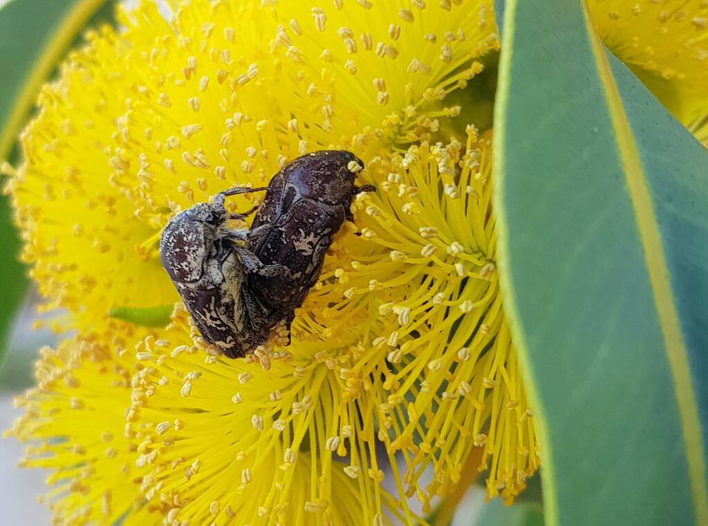 Mottled Flower Scarab (Protaetia fusca), Alice Springs, NT