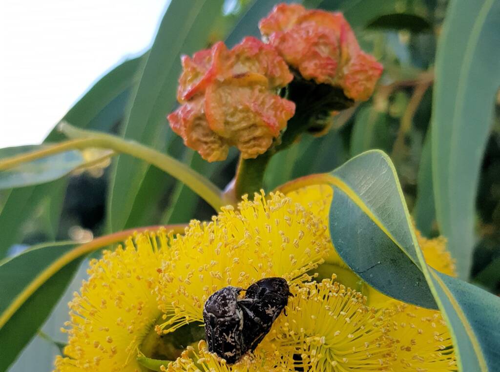 Mottled Flower Scarab (Protaetia fusca), Alice Springs, NT