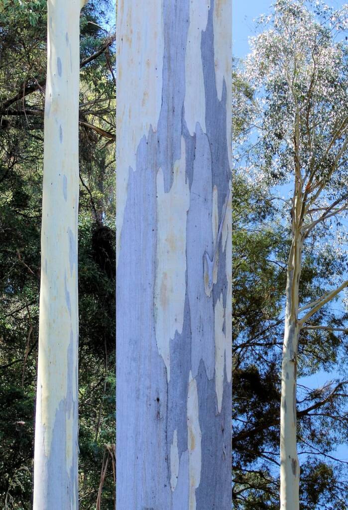 Eucalyptus, Mountain Creek, Alpine region, Victoria