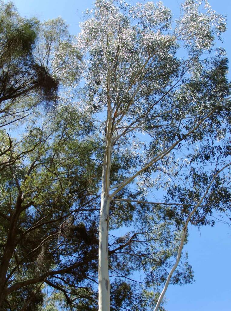 Eucalyptus, Mountain Creek, Alpine region, Victoria