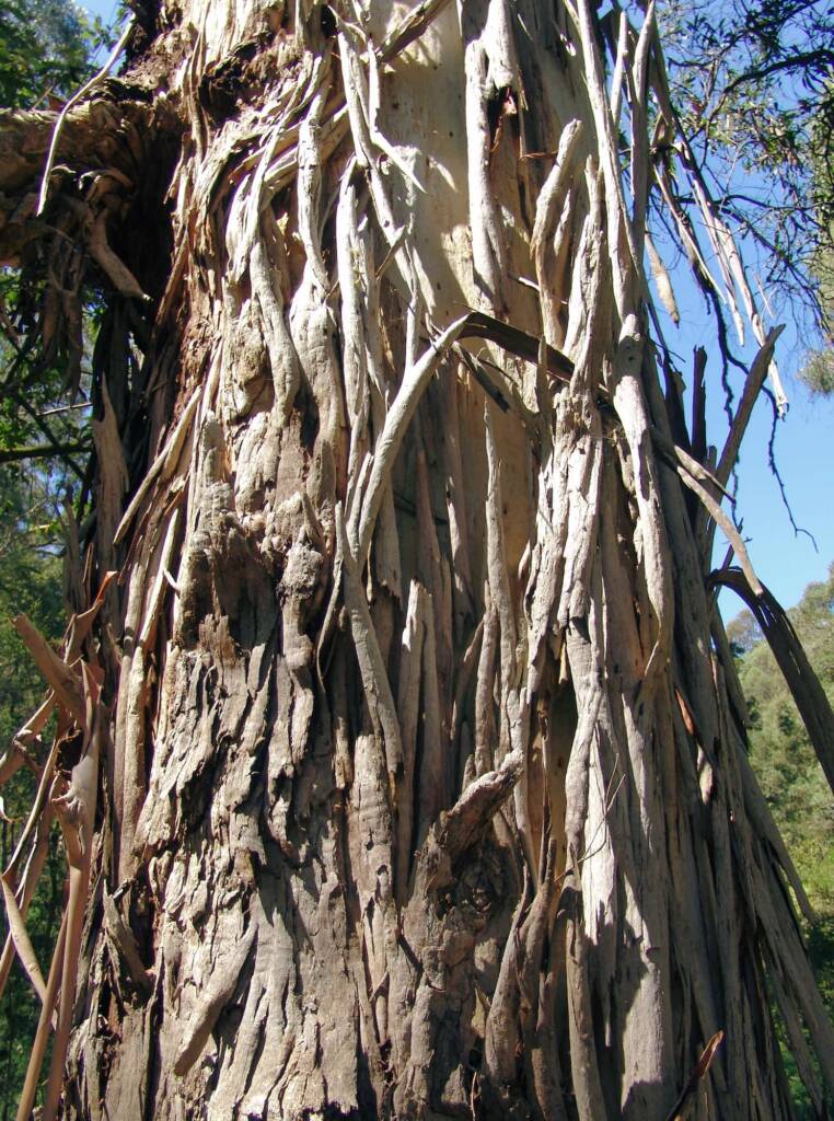 Eucalyptus viminalis, Mountain Creek, Alpine region, Victoria