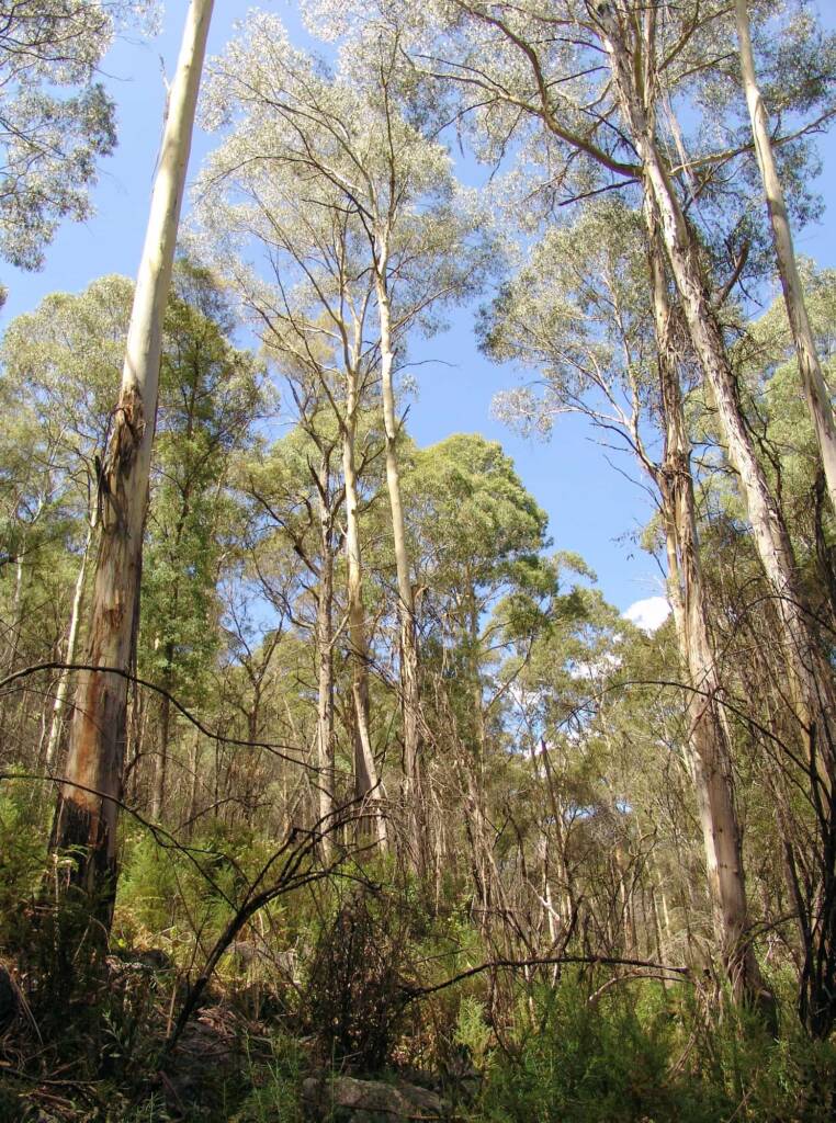 Tall forests of the Alpine National Park, Victoria