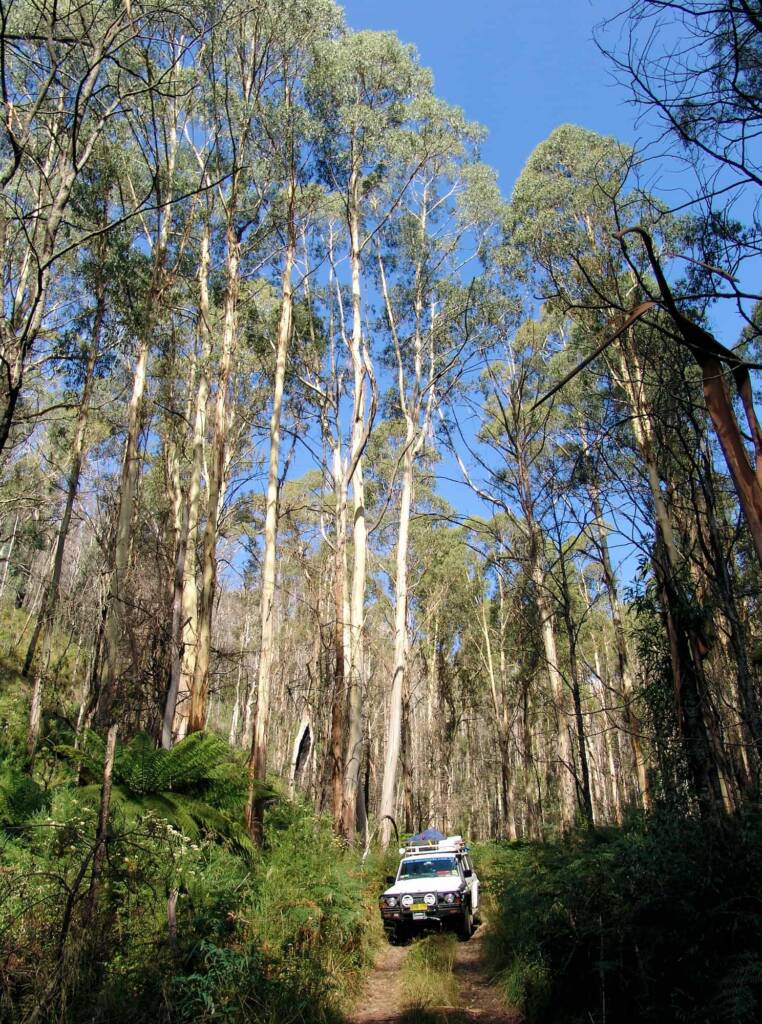 Driving through the tall forests of the Alpine National Park, Victoria