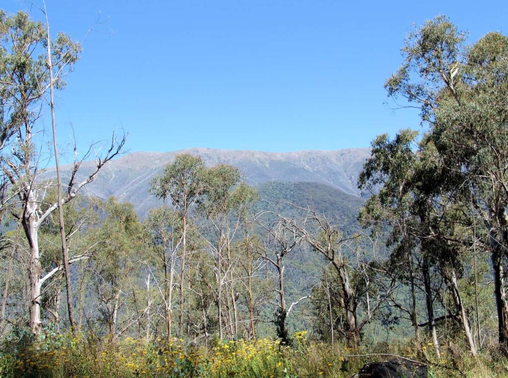 View up to Mount Bogong, Mountain Creek, VIC
